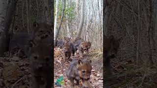 A wolf pup stampede large litter of wolf pups in northern Minnesota [upl. by Constantino813]