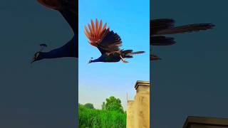 Best peacock flying video 4k ultra hd  mor ki flyingpeacock mor birds wildlife [upl. by Miculek]