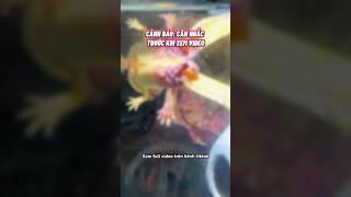 Lý do Axolotl ra đi😢 cácảnh pets aquarium axolotl [upl. by Oneal14]