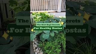 5 Essential Tips for Healthy Hostas [upl. by Welton221]