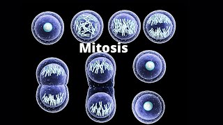 What happens in the four stages of mitosis [upl. by Ioj]