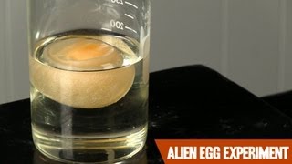 The Alien Egg Experiment [upl. by Asit]