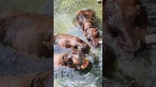 PYGMY HIPPOPOTAMUS 🦛 hippopotamus pygmy pygmyhippo animals wildlife shorts viralvideo 😍❤️ [upl. by Zarger]