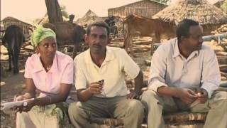 Livestock fattening innovation in Ethiopia  the Metema story [upl. by Flita167]