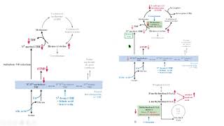 cobalamin vitamin B12 folate folato biochemistry bioquímica médica [upl. by Enileuqcaj]