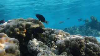 Greenfin Parrotfish Chlorurus sordidus [upl. by Novyaj663]