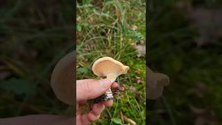 Où trouver des quotpieds de moutonsquot 🍄 champignons comestible nature forêts [upl. by Lama]