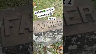 lichen cemetery gravestone graveyard lichenplanus fallvibes relaxing asmr nature autumn [upl. by Hbahsur]