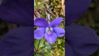 Not all violets OPEN UP TO POLLINATORS some are CLEISTOGAMOS pollination [upl. by Liliane]