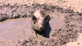 Ragley Pink Pig covered in Mud [upl. by Rainwater]