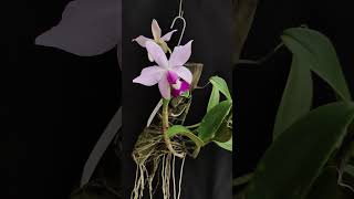 Cattleya violacea var Coerulea orchid orquideas orchidaceae [upl. by Lledraw298]