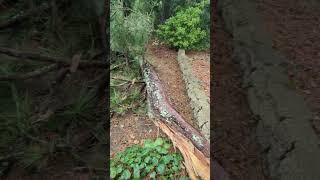 Storm damage piney woods [upl. by Ahsienat]