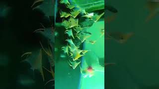 C Angeles shorts trending subscribe shortsfeed shortvideo short shortsvideo Fish Breeding [upl. by Eliades100]