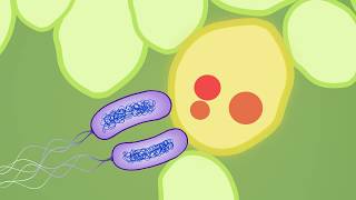 Evolution of plant pathogenic bacteria to defeat host resistance [upl. by Ailaro]