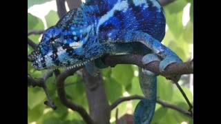 Mating behavior of male Panther chameleon [upl. by Lleroj]