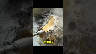 quot7000 PSI Pressure Washer vs Tree Stump – Watch This shortsquot [upl. by Pegg7]