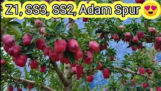 SS3 Apple Variety  Adam Spur  Z1  Kashmiri Apple [upl. by Moazami]