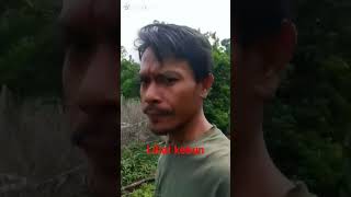 lihat kebun mari bertani [upl. by Deonne]