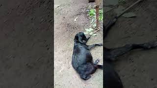 Chagol Pose jara pagol hoi tara goat funny [upl. by Eniarral]