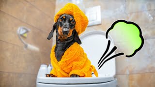 Pottys Occupied Cute amp funny dachshund dog video [upl. by Kragh633]