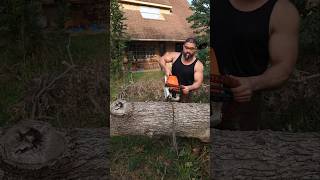 Stihl MS391 Devouring Post Oak stihl chainsaw forestry powertools husqvarna firewood [upl. by Booma]