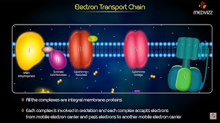 Electron Transport Chain Animation  Medical Biochemistry [upl. by Enrobialc]