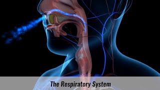 The Human Respiratory System Explained [upl. by Prochoras]