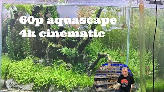 4K cinematic Landen 60P Aquarium featuring Ember tetra Hyphessobrycon amandae [upl. by Etnomaj]