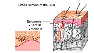 How The Skin Works Animation  Structure and Function of the Human Skin Video  Skin Layers Anatomy [upl. by Miah]