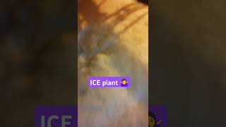 ICE plant 🤷‍♀️😱🫡 viralvideo ashwani trending arun3nepal [upl. by Birgitta]