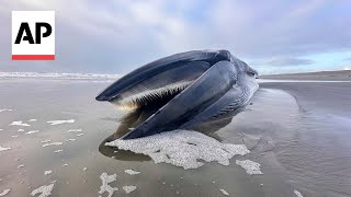 Whale on Oregon beach will be left to decompose [upl. by Lean]