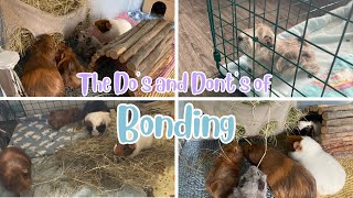 The DO’S and DONT’S of Bonding  How to Bond Guinea Pigs 💕 [upl. by Oilejor501]