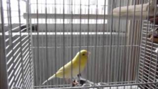 Tito juvenile canary learning to sing [upl. by Adriane]