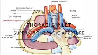 Thoracic inlet notes [upl. by Nicolais]