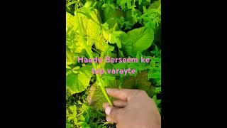 Haadu berseem hara chara music remix techno khetiR keşfet paddyfarming automobile music [upl. by Ived892]