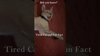 Tired Cat and Fun Fact little white siamese kitten fun fact short [upl. by Yddur]