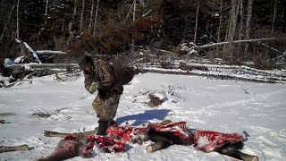 NEWFOUNDLAND MOOSE HUNT viewer discretion is advised [upl. by Viglione965]