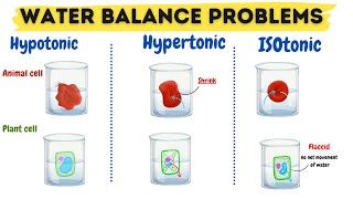 Hypertonic Hypotonic and Isotonic Solutions  Water Balance Problems class 9 biology [upl. by Edgerton369]