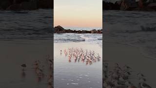 Facts about sanderling birds birds animals education facts amazingfacts shorts youtubeshorts [upl. by Shae]