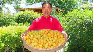 Apricot Harvest Steamed into Canned Apricots SunDried into Dried Apricots  Uncle Rural Gourmet [upl. by Yared]