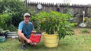 Grow GIANT Pepper Plants for Huge Harvests [upl. by Garreth]