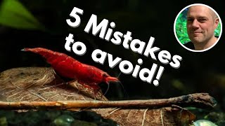 🖐️ 5 Shrimp Keeping Mistakes to Avoid THESE MISTAKES ARE MOST OFTEN MADE BY NEW SHRIMP KEEPERS [upl. by Ahsinrac]