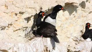 Cormorán cuello negro  Leucocarbo magellanicus [upl. by Ayatnohs]