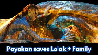 Payakan the tulkun 🐋 Saves Loak and his family 4K 💙✨💖 loak payakan [upl. by Mckeon]