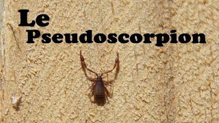 APICULTURE Rare observation dun Pseudoscorpion de la Ruche [upl. by Guthrey999]