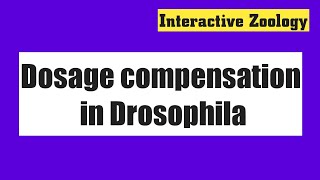 Dosage compensation in Drosophila [upl. by Chet]