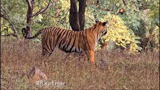 Ranthambhore national park zone3 [upl. by Reh326]