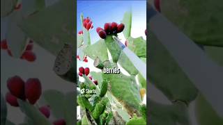 Why Fruits on Cactus Plant [upl. by Tteltrab123]