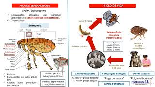 Pulgas Orden Siphonaptera [upl. by Llehsor]