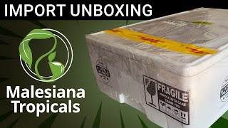 📦 Massive Nepenthes Unboxing ✈ From Malesiana Tropicals 😍 [upl. by Euqina615]